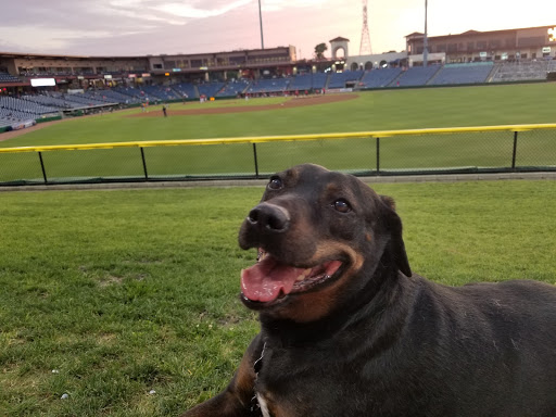 Stadium «Clearwater Threshers», reviews and photos, 601 Old Coachman Rd, Clearwater, FL 33765, USA