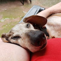 Arrow Animal Urgent Care - Photo 4 - Car repair in Renton, WA, Renton