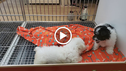 Pet Store «Petland Topeka», reviews and photos, 1801 SW Wanamaker Rd, Topeka, KS 66614, USA