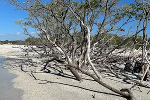 Mangrove Shell Tree image