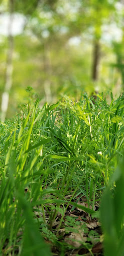 Park «River Legacy Parks», reviews and photos, 701 NE Green Oaks Blvd, Arlington, TX 76006, USA