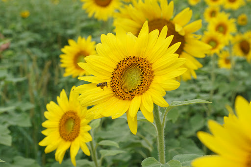 Florist «Max Stacy Flowers», reviews and photos, 350 High St, Hamilton, OH 45011, USA