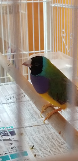 Pet Store «Wildside Pets», reviews and photos, 1042 N Higley Rd #105, Mesa, AZ 85205, USA