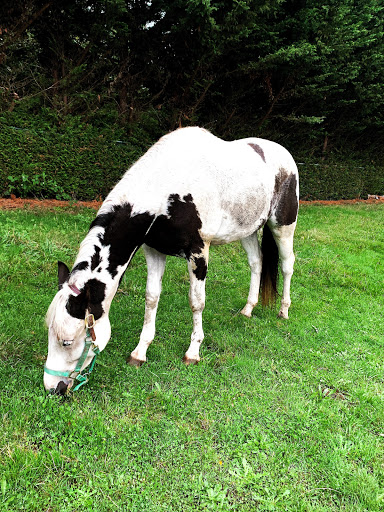 Pony Tail Ranch