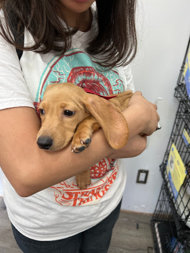 Pet Store «Pet Fair», reviews and photos, 1201 Lake Woodlands Dr, Spring, TX 77380, USA