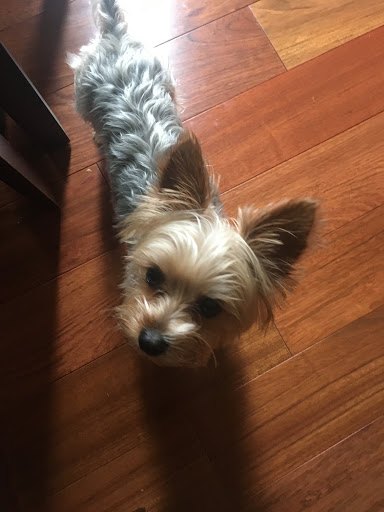 Pet Supply Store «Petco Animal Supplies», reviews and photos, 8909 Branch Ave d, Clinton, MD 20735, USA