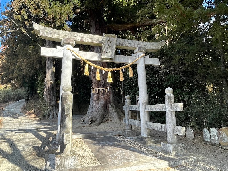 山神社の延命杉
