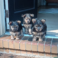 Furbaby and Me - Photo 4 - Car repair in Columbus, GA, Columbus