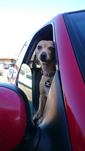 Pet Store «Pets 4 All», reviews and photos, 167 Main St, Rio Vista, CA 94571, USA