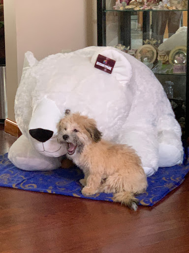 Pet Store «Yuppy Puppy Pet Shop», reviews and photos, 292 Frantz Rd, Stroudsburg, PA 18360, USA