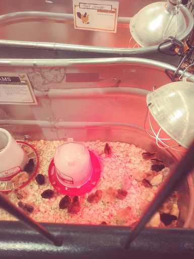 Home Improvement Store «Tractor Supply Co.», reviews and photos, 3017 Cranberry Hwy, East Wareham, MA 02538, USA