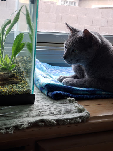 Aquarium «Artistic Aquariums, Inc», reviews and photos, 3400 N Arizona Ave #111, Chandler, AZ 85225, USA