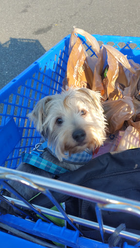 Pet Supply Store «PetSmart», reviews and photos, 467 Cross Keys Rd, Sicklerville, NJ 08081, USA