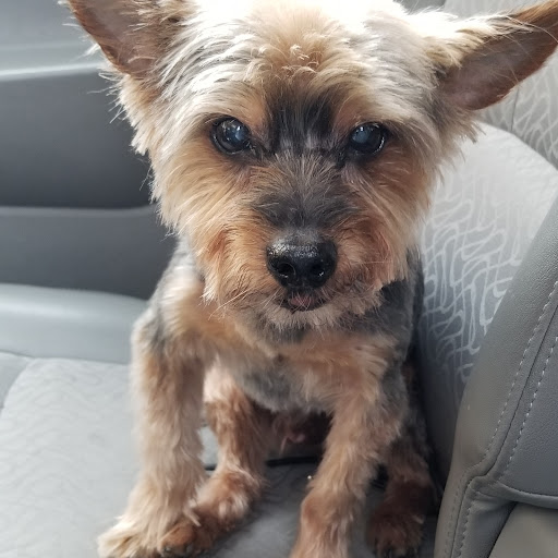 Pet Supply Store «PetSmart», reviews and photos, 948 Springfield Rd, Union, NJ 07083, USA