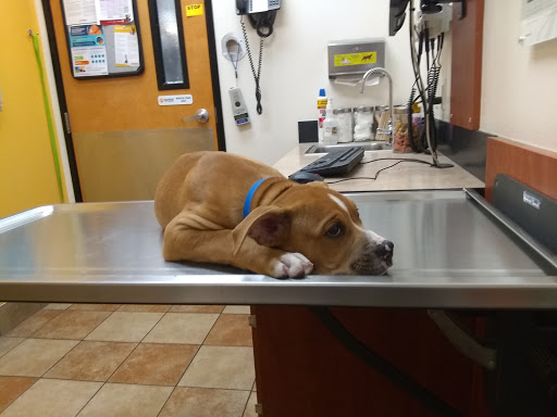 Pet Supply Store «PetSmart», reviews and photos, 2840 W Chandler Blvd, Chandler, AZ 85224, USA