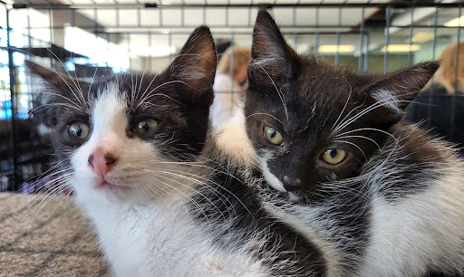 Subaru Dealer «Adventure Subaru», reviews and photos, 1991 Mentor Ave, Painesville, OH 44077, USA