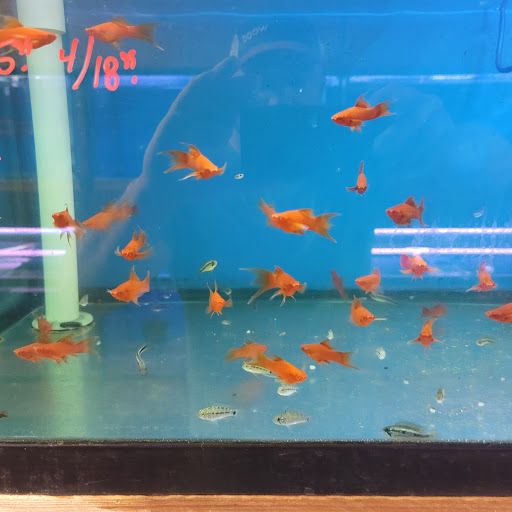 Pet Store «Fish R Us», reviews and photos, 10855 TX-242, Conroe, TX 77385, USA