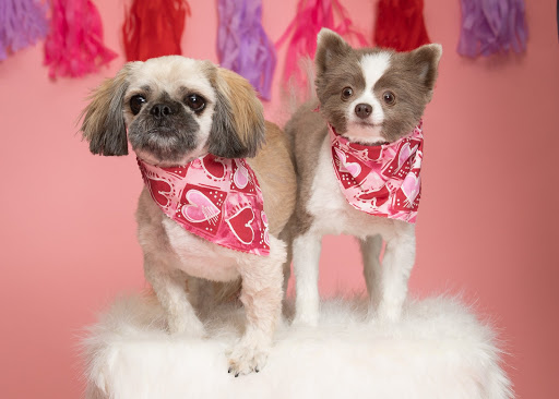 Pet Store «PetSaver Healthy Pet Superstore (Greece Location)», reviews and photos, 1596 W Ridge Rd, Rochester, NY 14615, USA