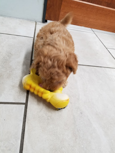 Pet Store «Happiness Is Pets - Downers Grove», reviews and photos, 1542 Ogden Ave, Downers Grove, IL 60515, USA