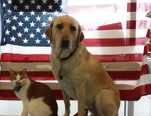 Lake Stevens Animal Hospital for Urgent Care, Wellness Care and Surgical Care. image