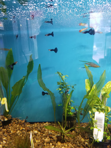 Pet Store «Tanks A Lot Aquariums», reviews and photos, 6680 Lantana Rd, Lake Worth, FL 33467, USA