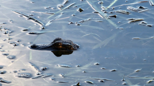 Park «Trimble Park», reviews and photos, 5802 Trimble Park Rd, Mt Dora, FL 32757, USA