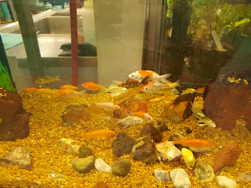 Pet Supply Store «Petco Animal Supplies», reviews and photos, 753 53rd Ave NE, Fridley, MN 55421, USA