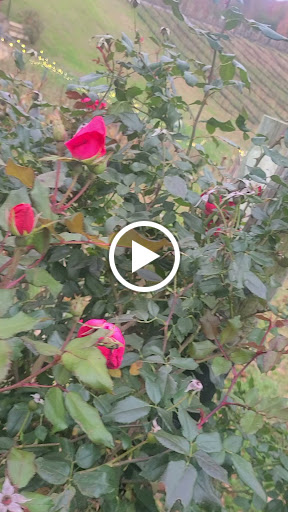 Winery «Potomac Point Winery & Vineyard», reviews and photos, 275 Decatur Rd, Stafford, VA 22554, USA