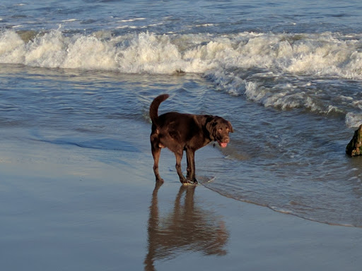 National Park «Assateague Island National Seashore», reviews and photos, 7206 National Seashore Ln, Berlin, MD 21811, USA