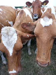 Berkeley Farm Dairy