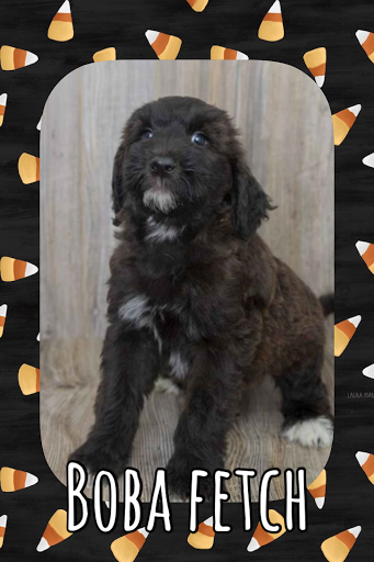 Pet Store «Pet Express», reviews and photos, 100 Independence Way, Danvers, MA 01923, USA