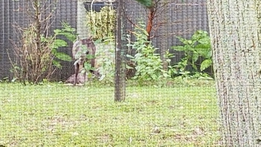 Zoo «Prospect Park Zoo», reviews and photos, 450 Flatbush Ave, Brooklyn, NY 11225, USA