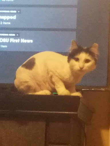 Pet Store «St Tammany Pet Center», reviews and photos, 895 Robert Blvd, Slidell, LA 70458, USA