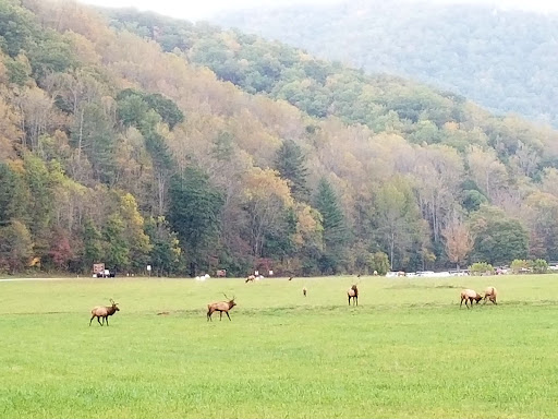 National Park «Great Smoky Mountains National Park», reviews and photos