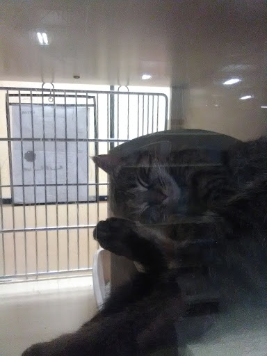 Pet Supply Store «PetSmart», reviews and photos, 5890 Trussville Crossings Pkwy, Birmingham, AL 35235, USA