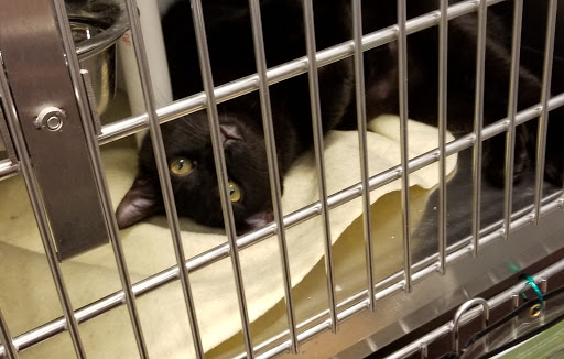 Pet Supply Store «PetSmart», reviews and photos, 355 Howe Ave, Cuyahoga Falls, OH 44221, USA