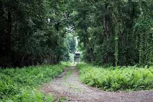 Chilapata Forest image