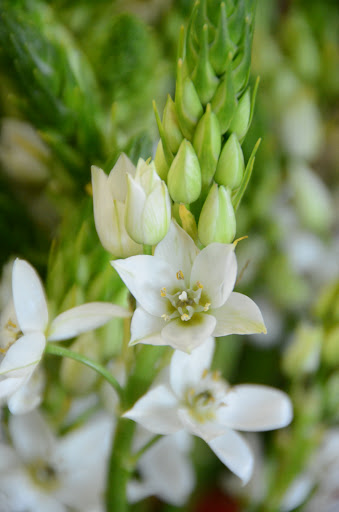 Florist «Royal Petals», reviews and photos, 188 E Wend St, Lemont, IL 60439, USA