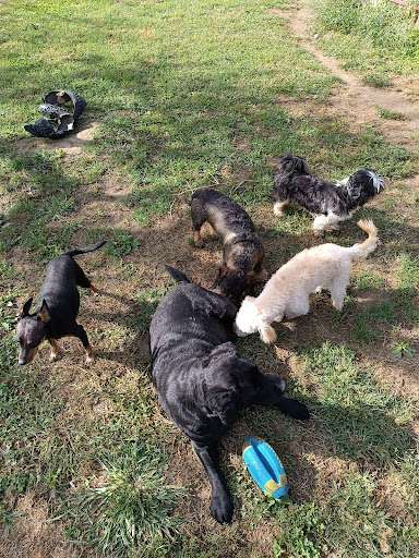 Pensioni per cani e dog hotel a La Tana del Boarone