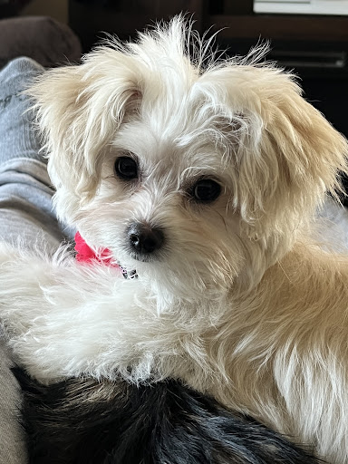 Pet Supply Store «PetSmart», reviews and photos, 700 Gallery Blvd b, Scarborough, ME 04074, USA