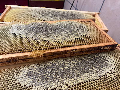 abeilles du berry à Sazeray