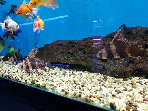 Pet Store «Anchor Bay Aquarium», reviews and photos, 36457 Alfred St, New Baltimore, MI 48047, USA