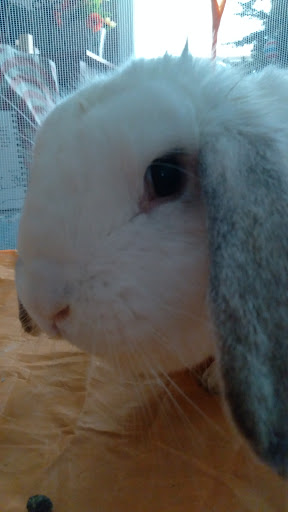 Pet Supply Store «Petco Animal Supplies», reviews and photos, 11 Cornerstone Square #200, Westford, MA 01886, USA