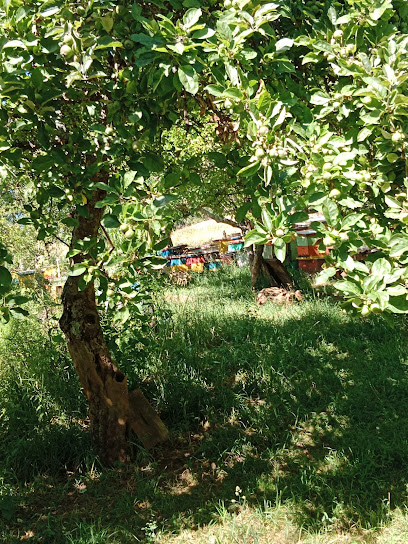 Vivero Alihuén del Ranco