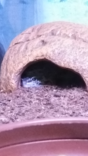 Pet Store «Critter Pet Shop», reviews and photos, 19309 Ecorse Rd, Allen Park, MI 48101, USA