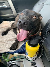 BarkZone Dog Daycare & Boarding - Photo 5 - Car repair in Portland, OR, Portland