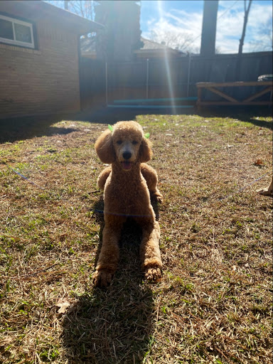 Pet Supply Store «Petco Animal Supplies», reviews and photos, 4030 N MacArthur Blvd #200, Irving, TX 75038, USA