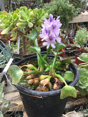 Florist «Ames Greenhouse», reviews and photos, 3011 S Duff Ave, Ames, IA 50010, USA