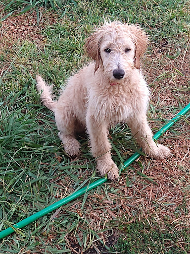 Pet Supply Store «Wild West Feed Pets and Supplies», reviews and photos, 3030 W Capitol Ave, West Sacramento, CA 95691, USA