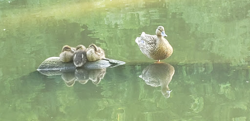 Park «Burnet Woods», reviews and photos, 3251 Brookline Ave, Cincinnati, OH 45220, USA